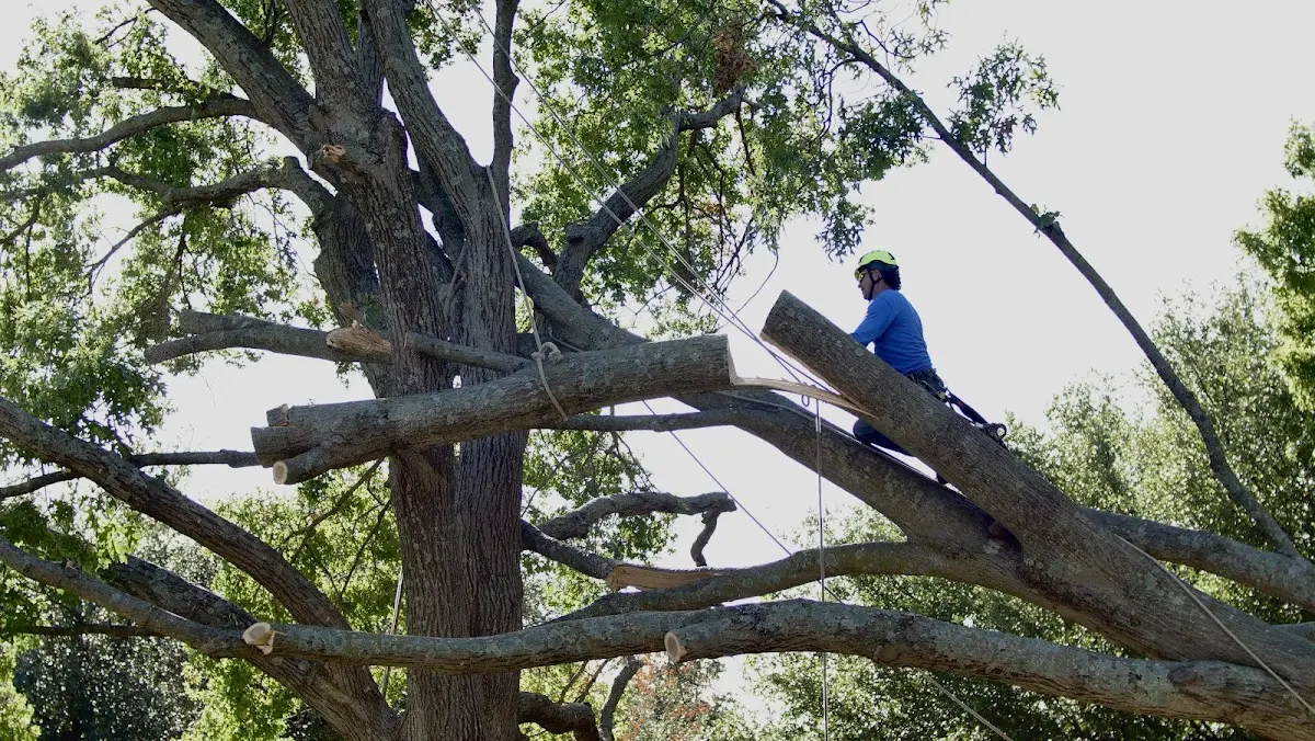 Professional Hazardous Tree Removal performed by certified arborists in Los Indios