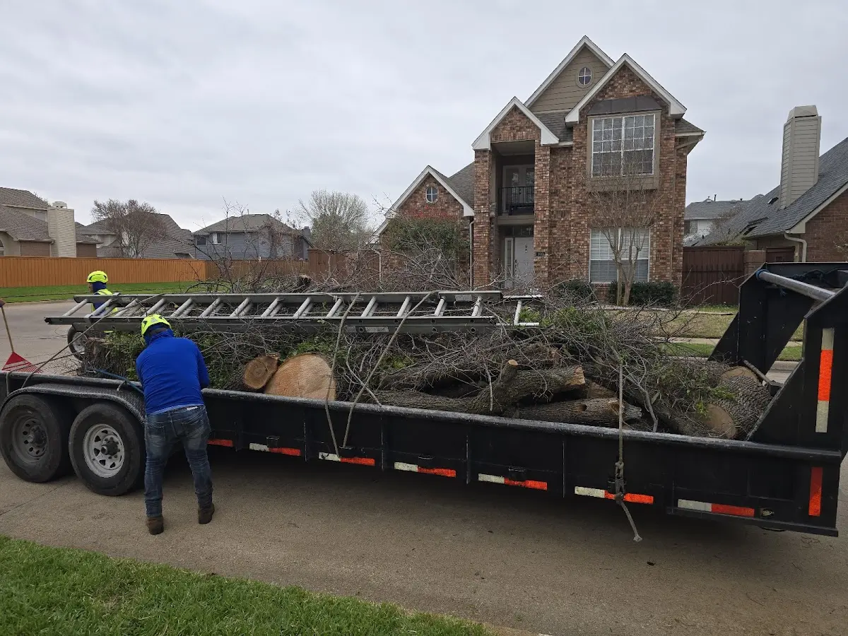 Expert Tree Fertilization with proper safety equipment in Los Indios